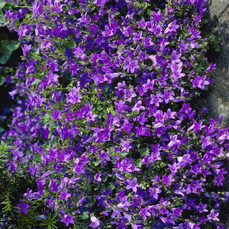 Mauer-Glockenblume Gratis Versand