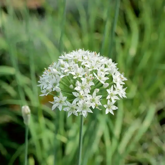 Günstig Schnittknoblauch