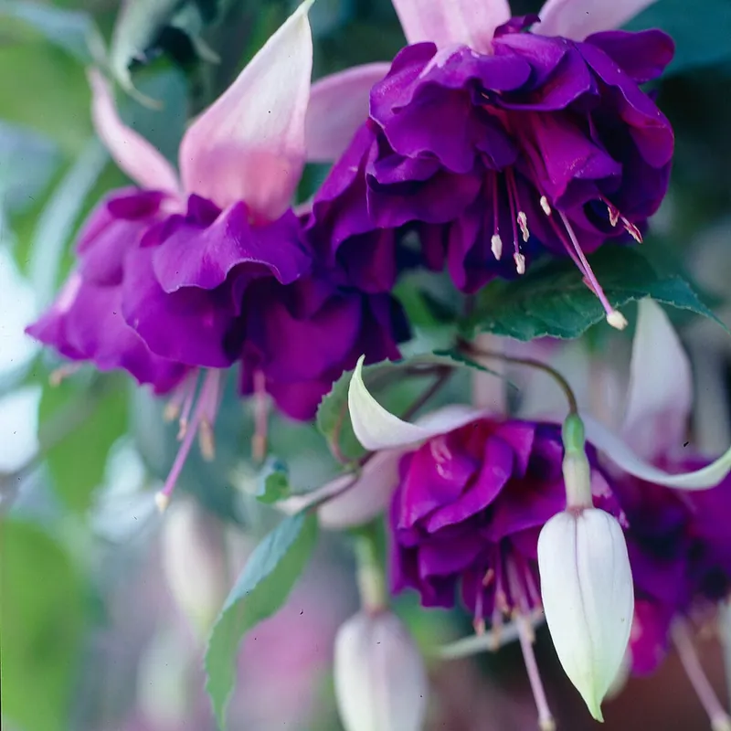 Fuchsia 'Royal Mosaic' (x3) Sonderaktion