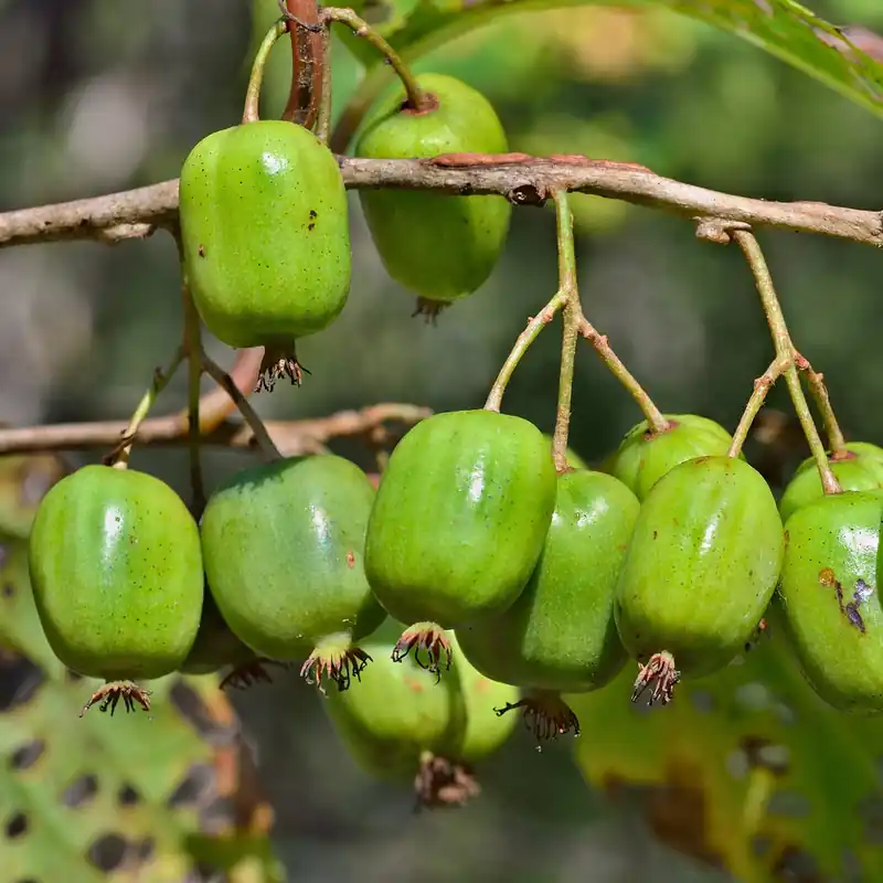 Mini-Kiwi 'Issai' Highlight