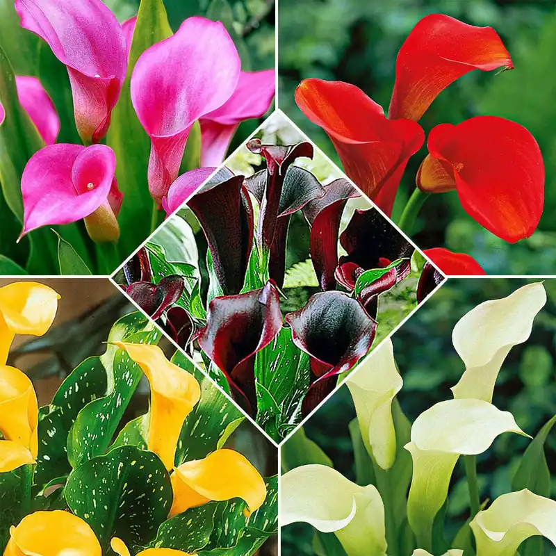 Calla Mischung (x5) Gratis Versand