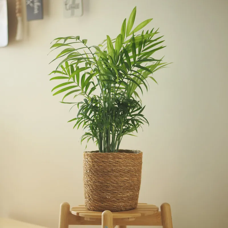 Bergpalme Gratis Versand