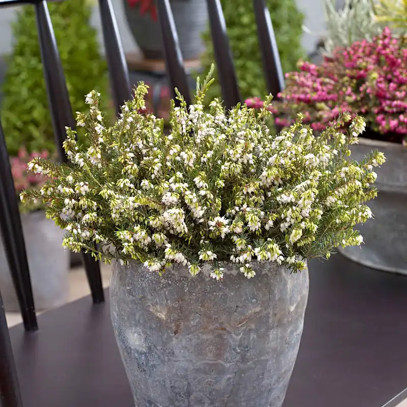 Winterheide 'White Perfection' Mega-Angebot