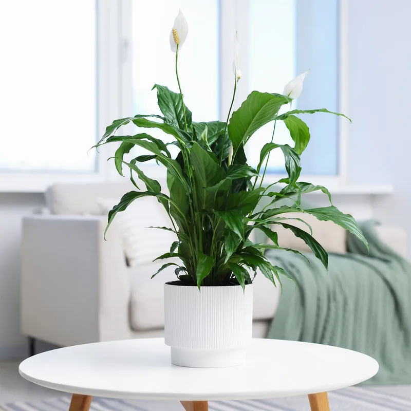 Einblatt Spathiphyllum 'Pearl Cupido' Weiß Online Kaufen