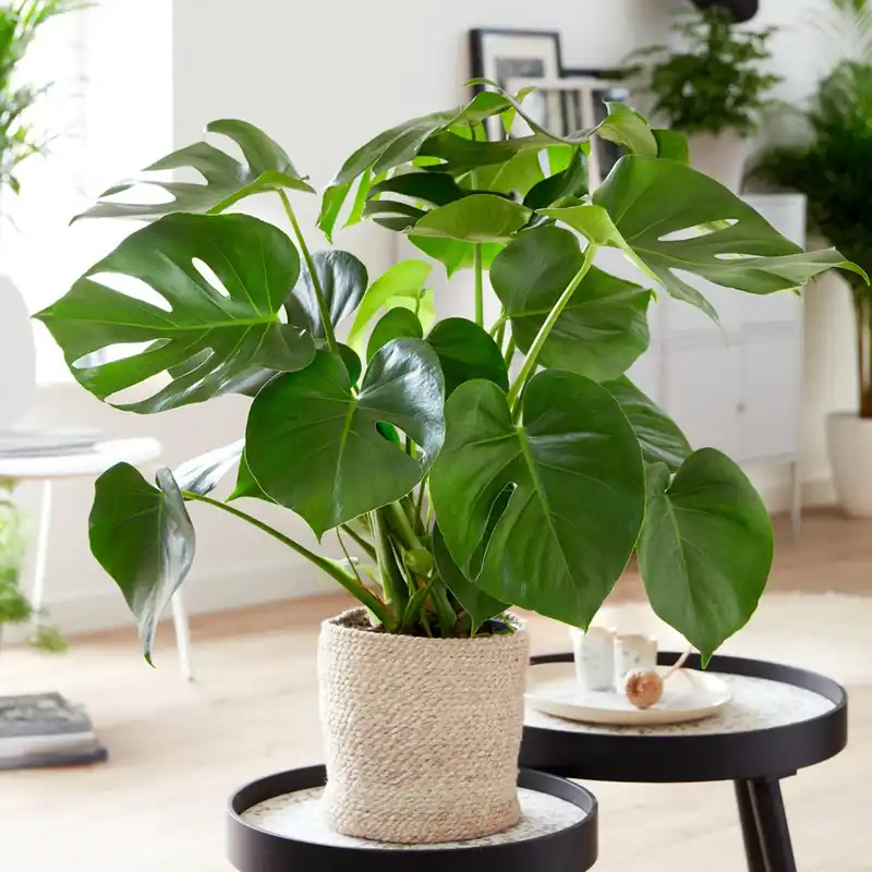 Monstera deliciosa Super-Preis