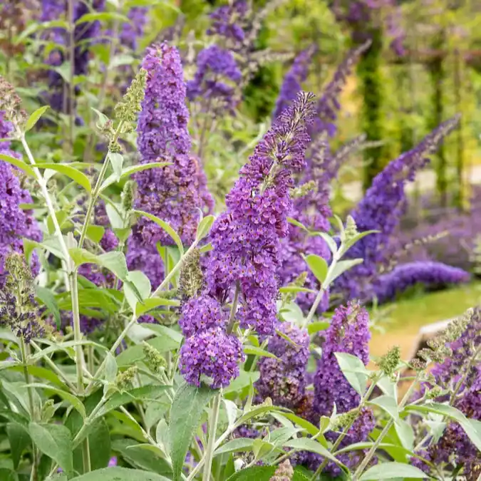 Schmetterlingsflieder 'Lavender Flow' Markenware