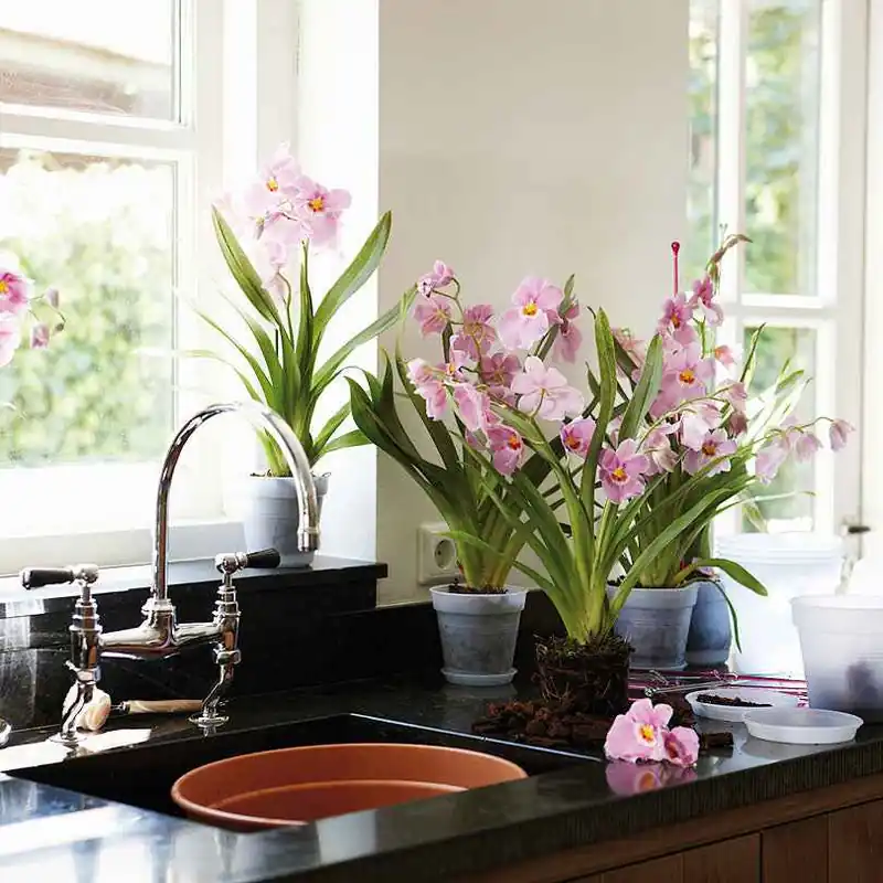Angebot Elho Orchideentopf