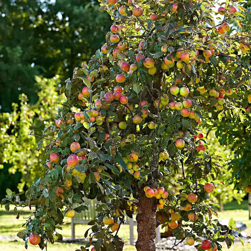 Apfel Elstar Neu