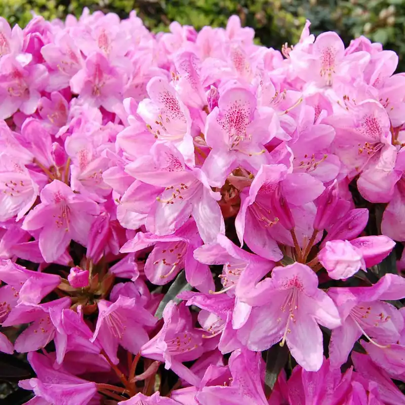 Alpenrose 'Roseum Elegans' Schnäppchen