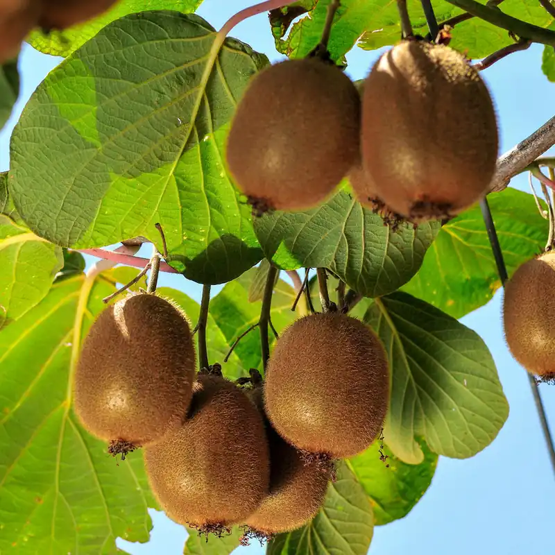 Kiwi selbstfertiler 'Solissimo' Expressversand