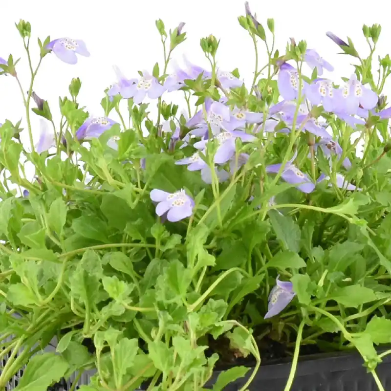 Aktuell Teppich-Mazus