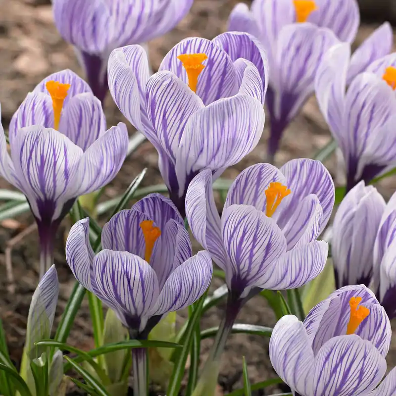 Krokus 'Pickwick' (x15) Rabatt