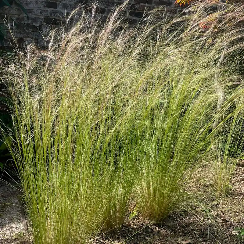 Federgras Top-Seller