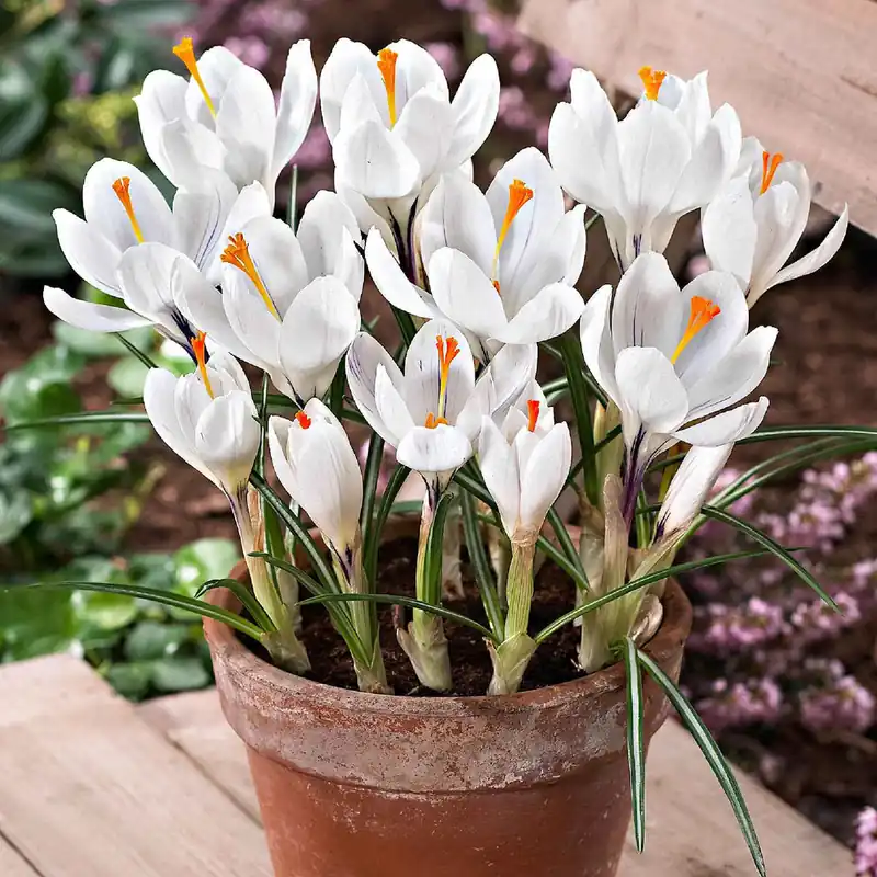 Krokusse ‘Jeanne d’Arc’ (x15) Günstig