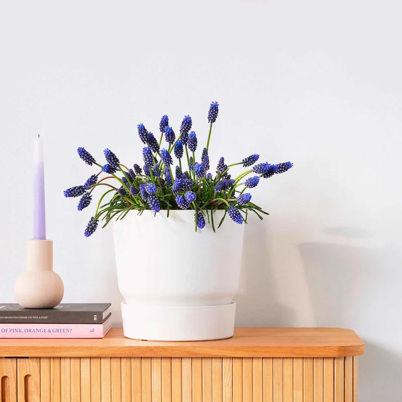 Saisonangebot Elho Greenville-Blumentopf, rund, weiß - Pflanzgefäß Outdoor