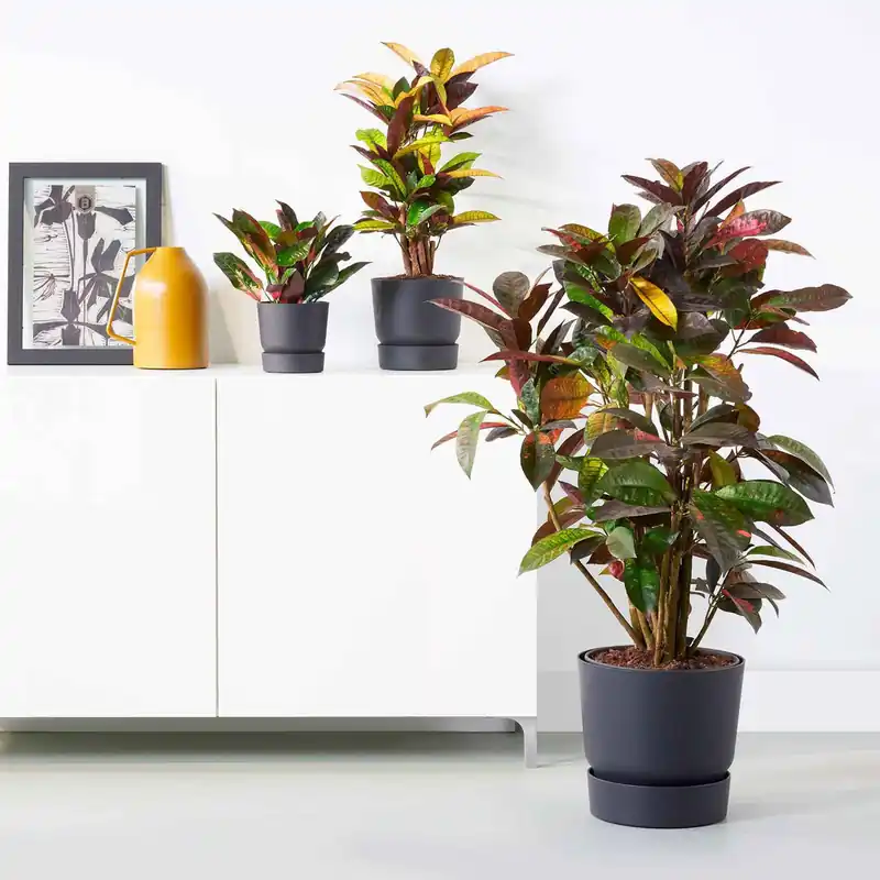 Blumentopf Greenville Living schwarz Meistverkauft