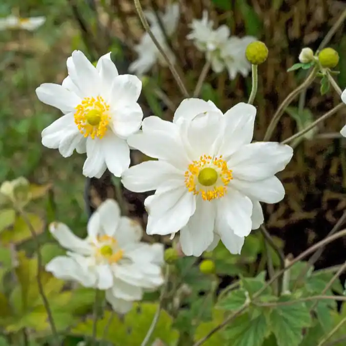 Echt Herbst-Anemone ‘Whirlwind’