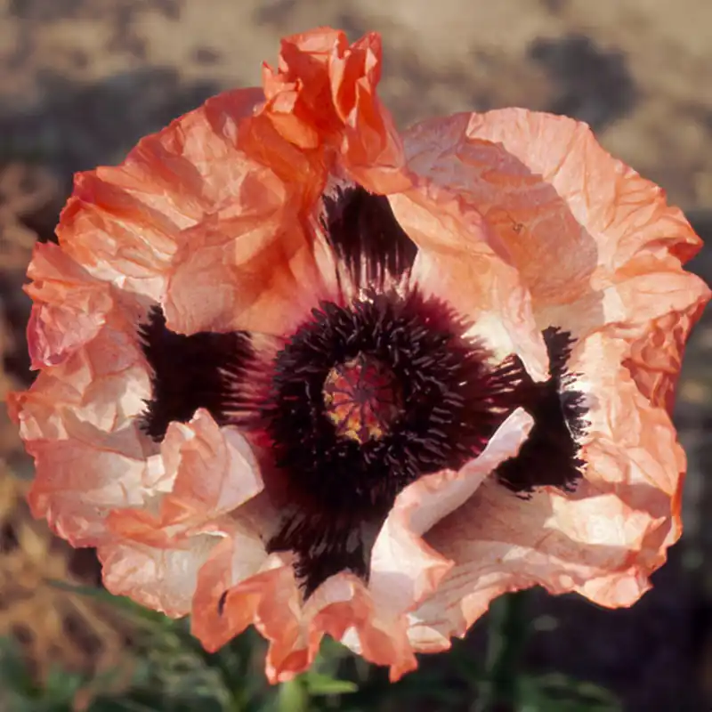 Orientalischer Mohn 'Picotee' Sale