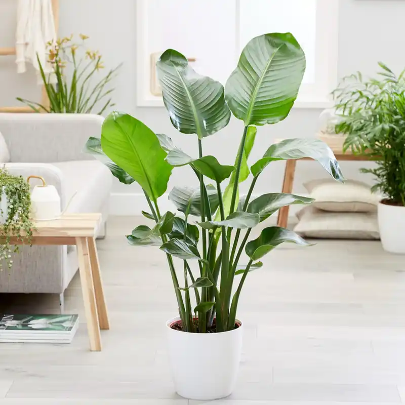 Paradiesvogelblume Strelitzia nicolai Rabatt