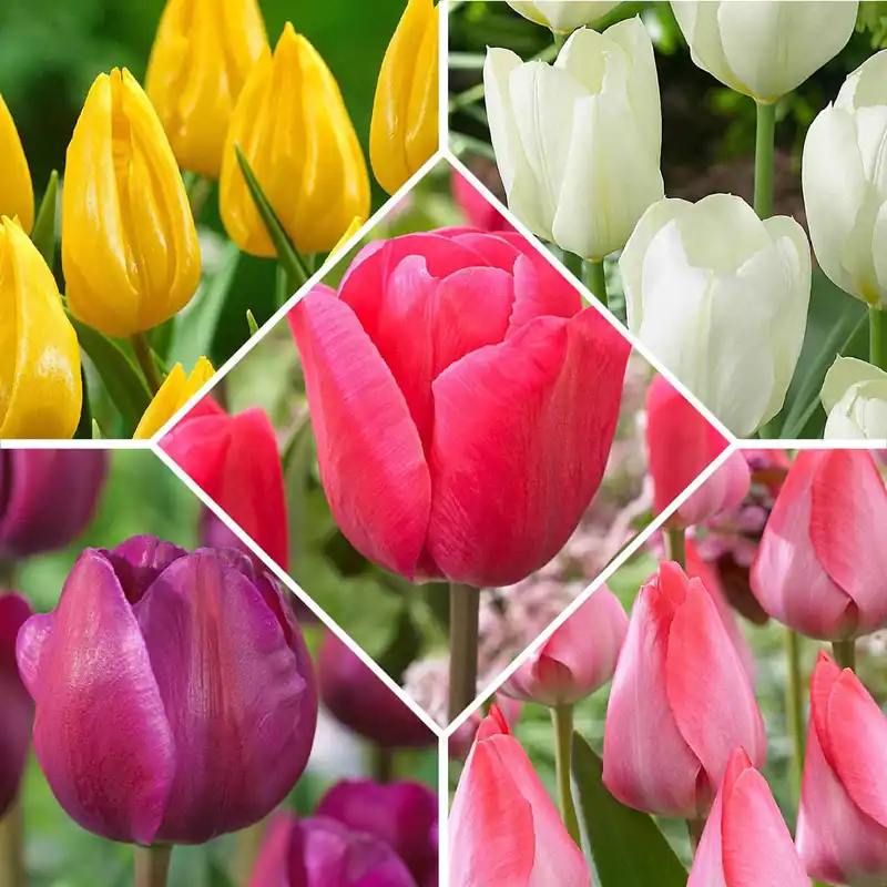Jetzt Bestellen Tulpen 'Happy Garden' Mischung (x50)