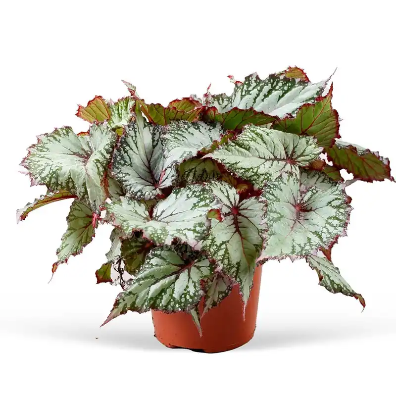 Neue Kollektion Blattbegonie 'Asian Tundra'