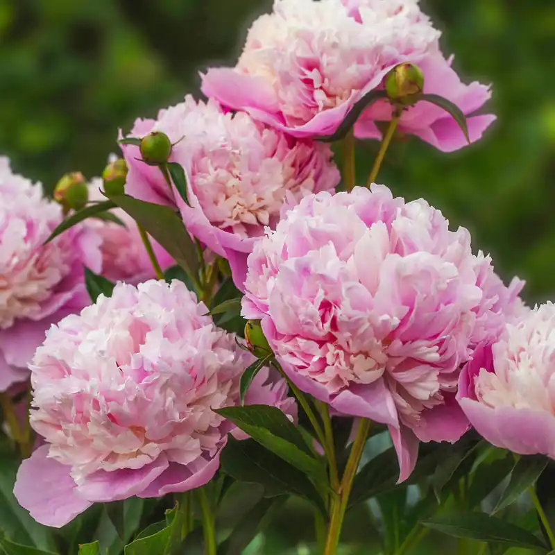 Neuheit Pfingstrose Paeonia 'Sorbet'