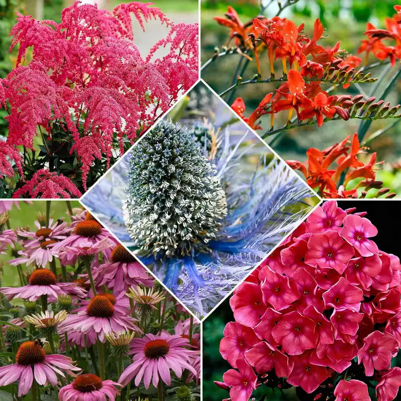 Must-Have Stauden Mischung 'Bees and Butterflies' (x14)