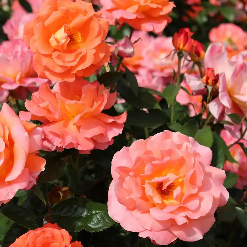 Edelrose 'Augusta Louise' Beliebt