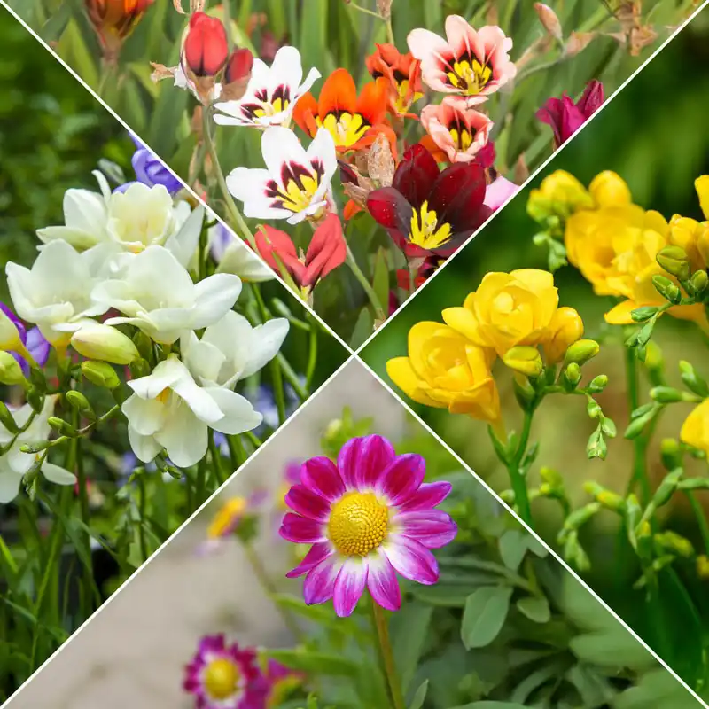 Bestpreis Sommerblüher-Blumenzwiebeln Mischung (x30)