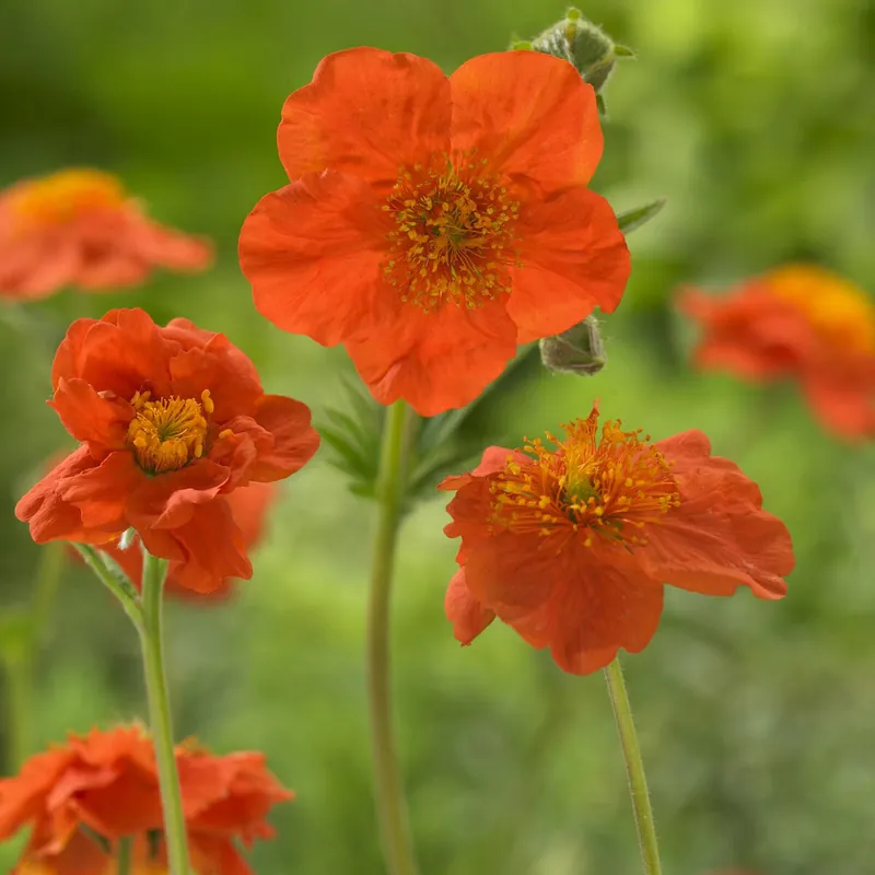 Schnäppchen Nelkenwurz 'Borisii'