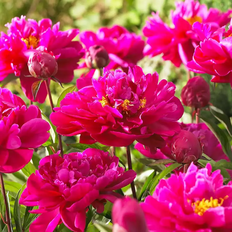 Pfingstrose ‘Karl Rosenfield’ Rabatt