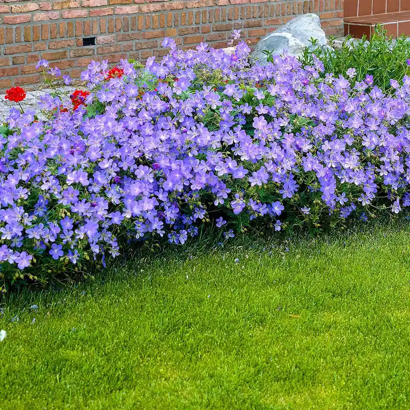 Storchschnabel 'Johnsons Blue' Schnäppchen