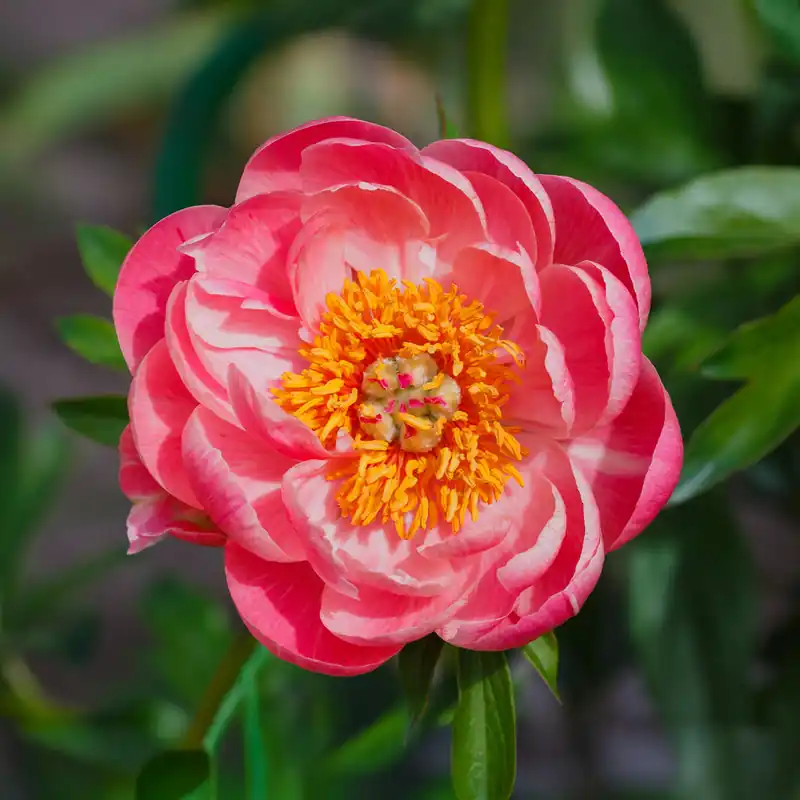 Pfingstrose Paeonia 'Coral Sunset' Markenware