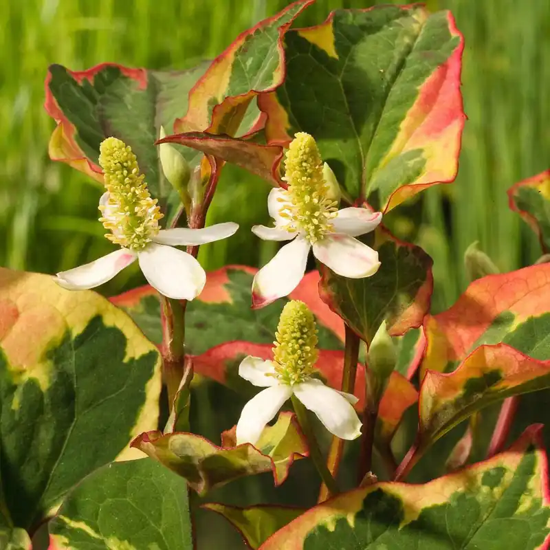 Highlight Bunter Eidechsenschwanz 'Chameleon'