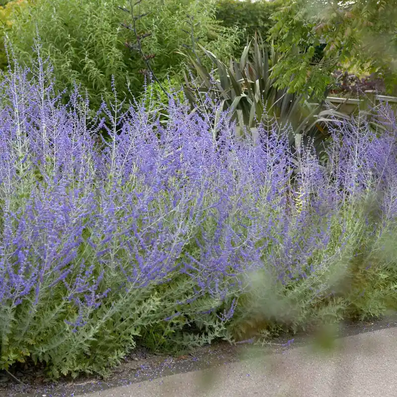 Markenware Blauraute 'Blue Spire'