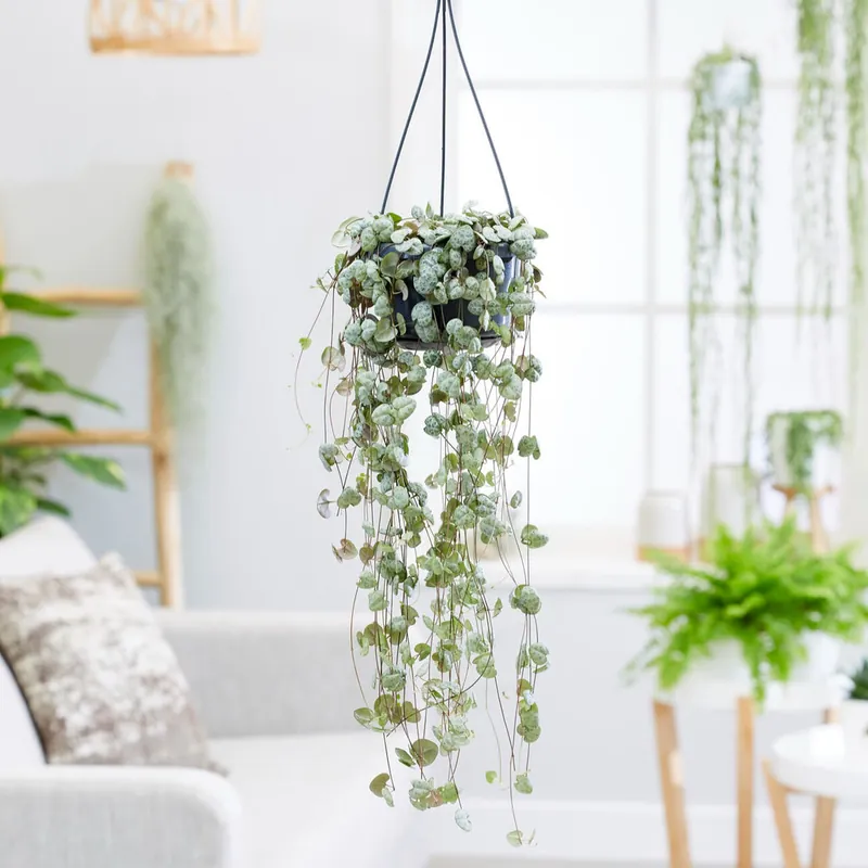 Sale Leuchterblume