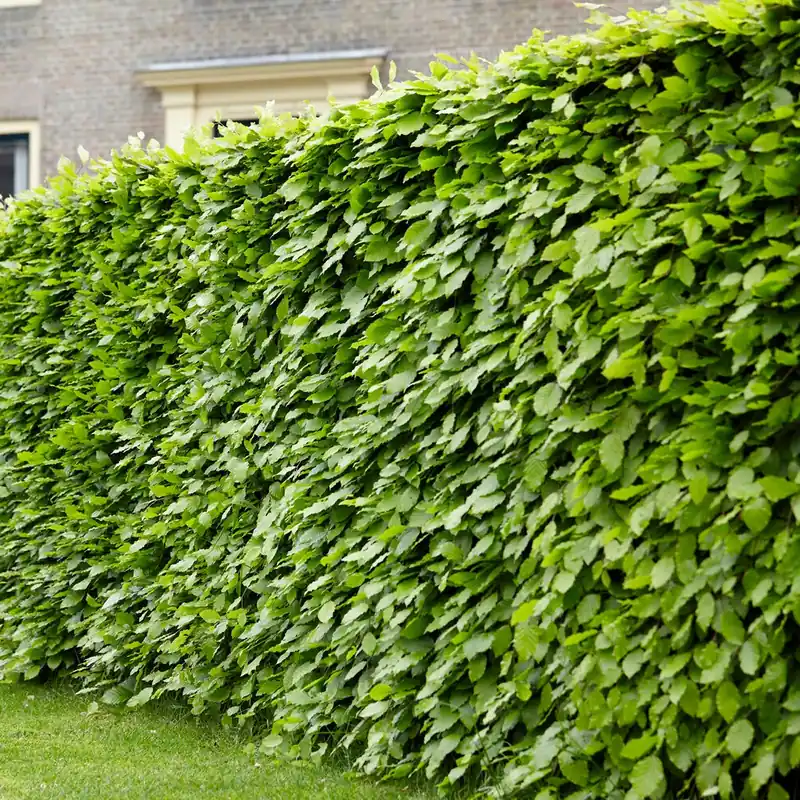 Preis Gesenkt Rotbuche