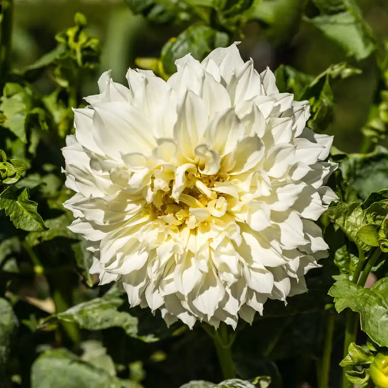 Dahlie 'Fleurel' (x3) Highlight
