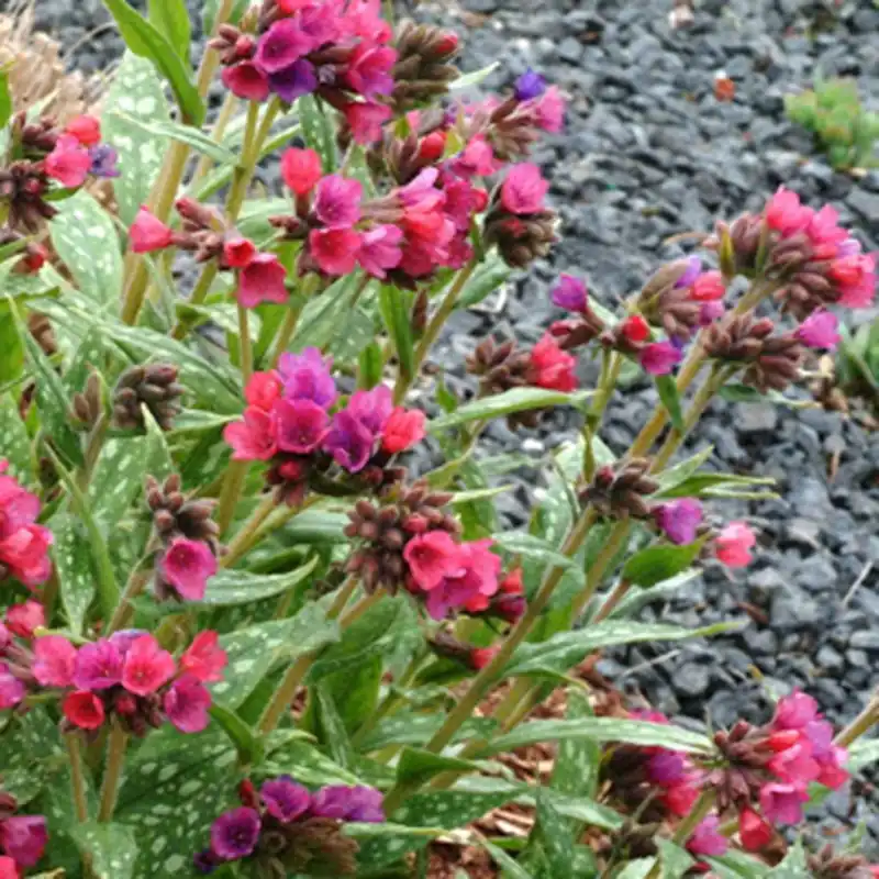 Lungenkraut 'Raspberry Splash' Abverkauf