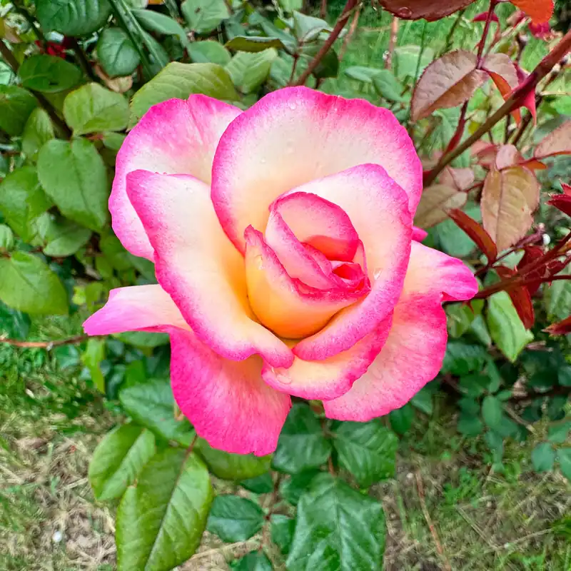 Angebot Kletterrose 'Haendel'