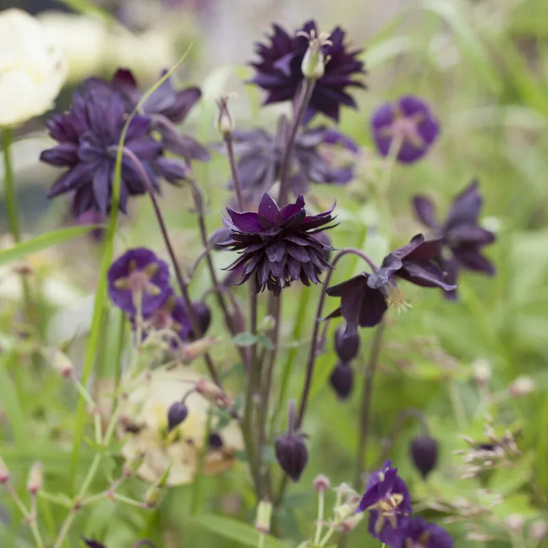 Garten-Akelei 'Black Barlow' Angebot