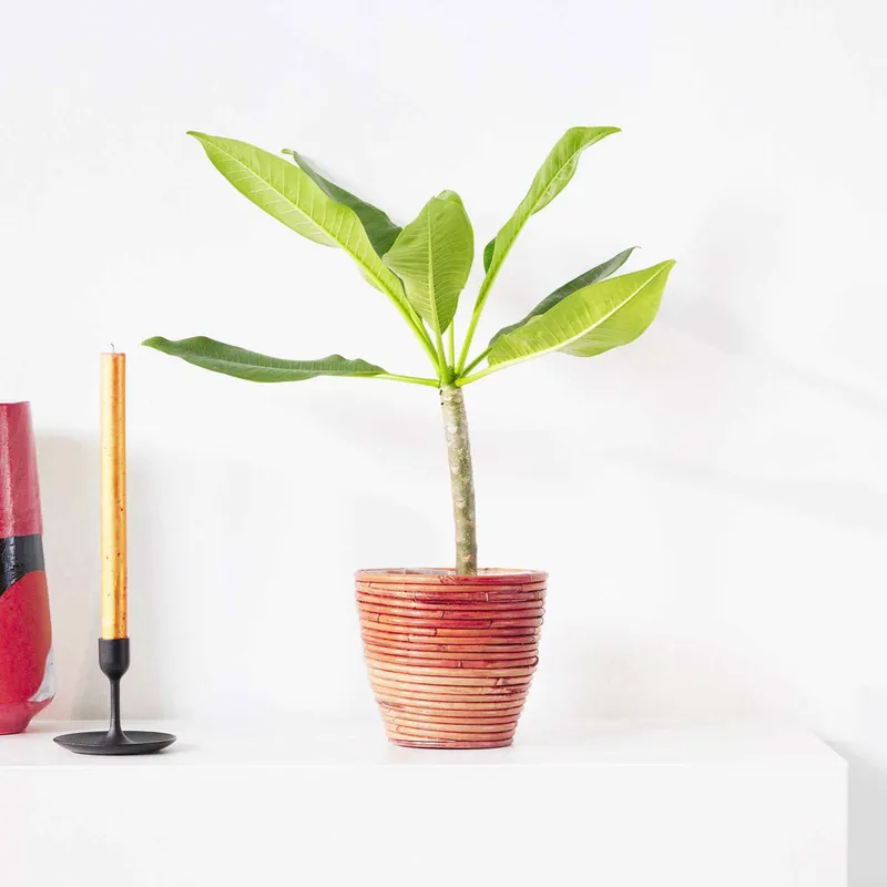 Neue Ware Frangipani rot