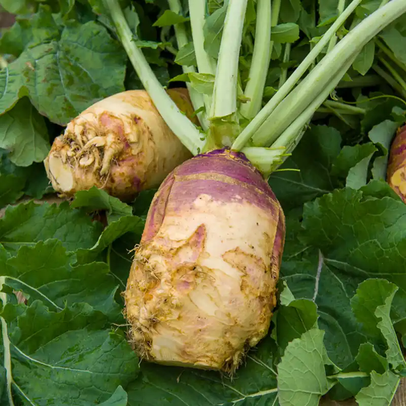 Wochenendangebot Steckrübe ‘Champion’