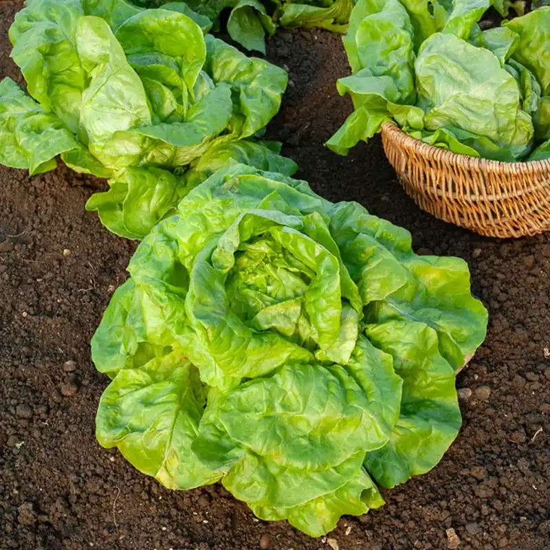 Expressversand Kopfsalat Verpia