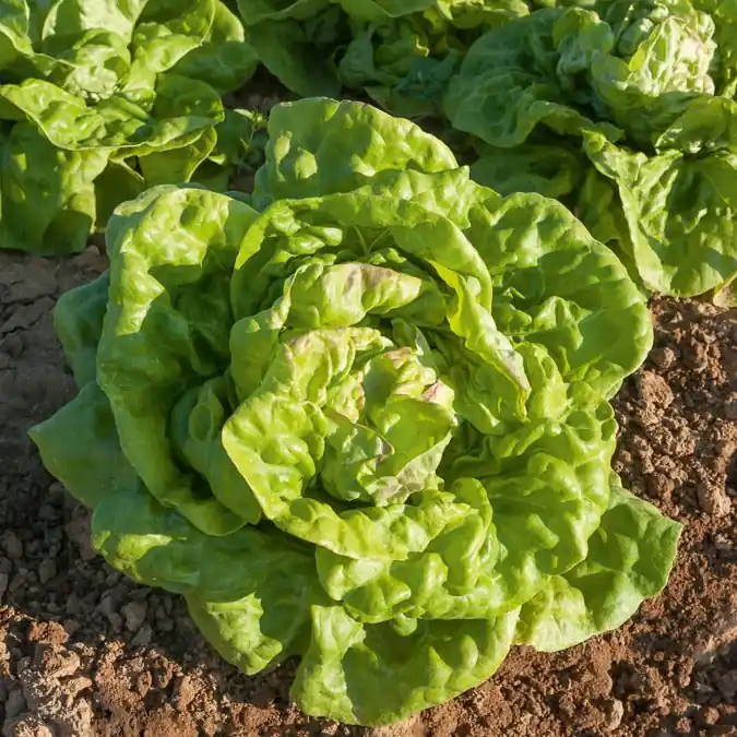 Bestseller Kopfsalat ‘Reine de Mai’