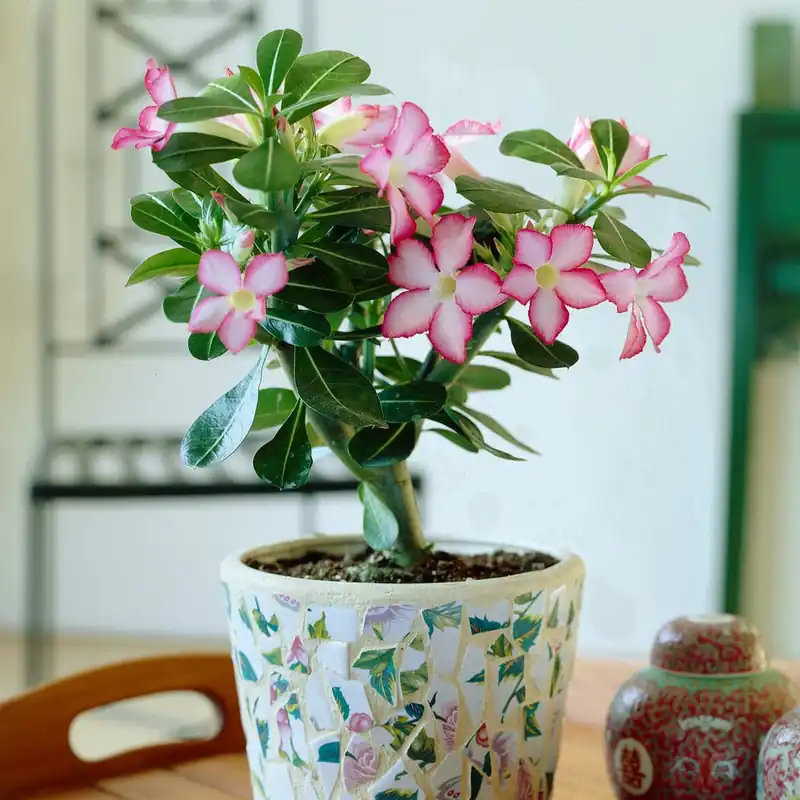 Wüstenrose Must-Have