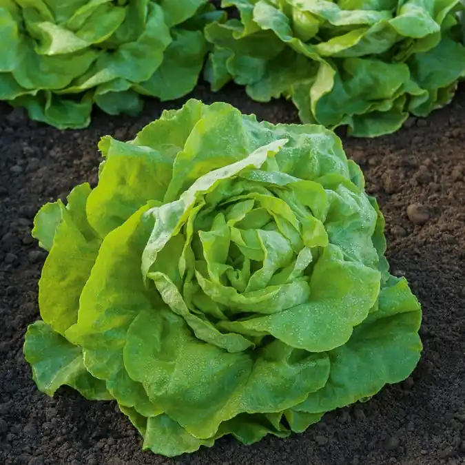 Kopfsalat Appia Kostenloser Rückversand