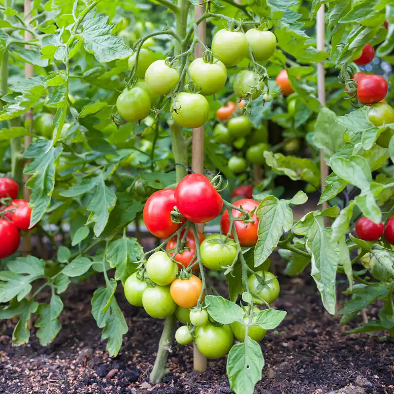 Tomate Vitador F1 Direkt Vom Hersteller