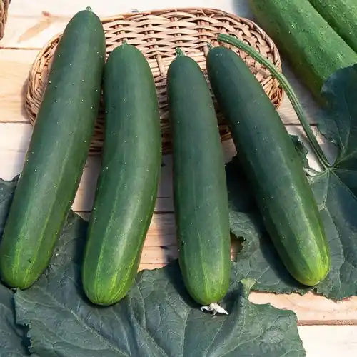 Gurke Tanja Preiswert