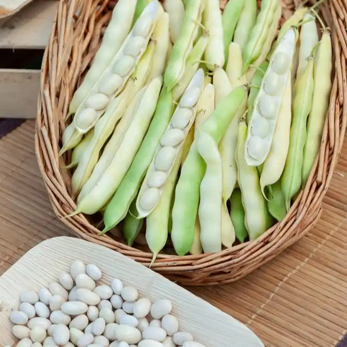 Buschbohne ‘Coco blanc précoce’ Letzte Chance